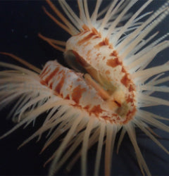 Limaria orientalis