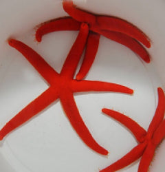 Linckia spp. (Orange-Red)