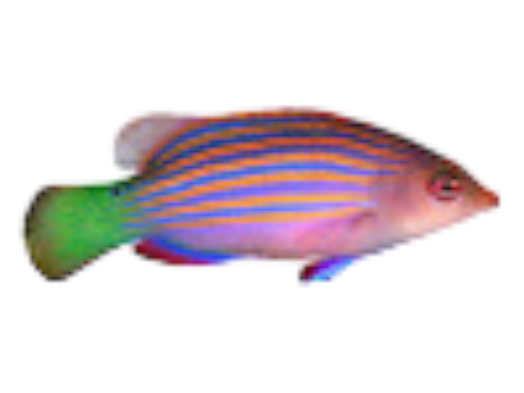 Pseudocheilinus hexataenia (Sechsstreifen-Lippfisch)