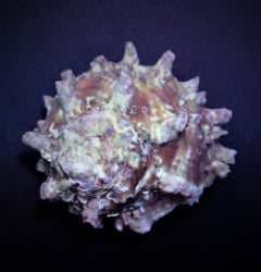Lithopoma tectum (Show)