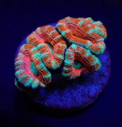 Acanthastrea lordhowensis (Premium) (frag) NZ
