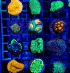LPS (Premium) (frag) mix NZ