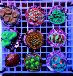 LPS (Ultra) (frag) mix NZ
