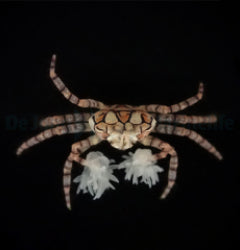 Lybia tesselata