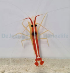Lysmata amboinensis