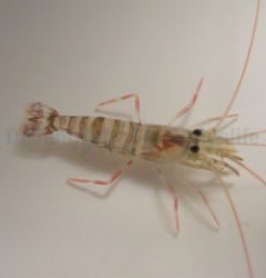 Lysmata kuekenthali