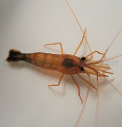 Lysmata wurdemanni