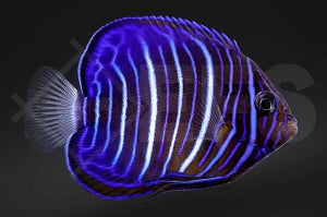 Ring Kaiserfisch (Pomacanthus annularis)