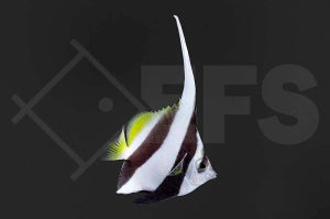Rotmeer Wimpelfisch (Heniochus acuminatus)