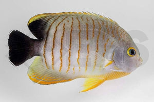 Eibl's Zwergkaiserfisch (Centropyge eibli)