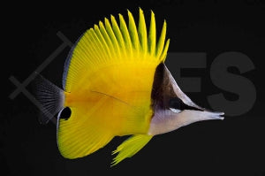 Gelber Langnasen Pinzettfisch (Forcipiger flavissimus)
