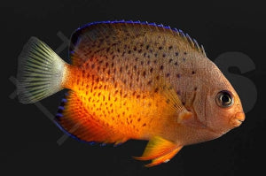 Rotbrauner Zwergkaiserfisch (Centropyge ferrugata)