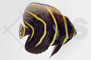 Cortez Kaiserfisch (Pomacanthus zonipectus)