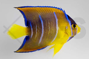 Diadem Prachtkaiserfisch (Holacanthus ciliaris)