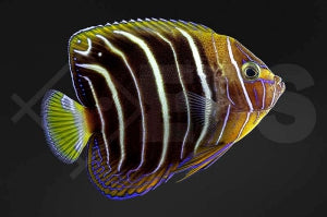 Ostafrika Kaiserfisch (Pomacanthus chrysurus)