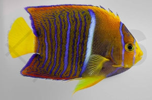 Kaiser von Mexiko (Holacanthus passer)