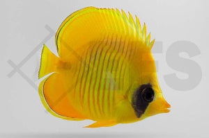 Masken Falterfisch (Chaetodon semilarvatus)