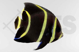 Franzosen Kaiserfisch (Pomacanthus paru)