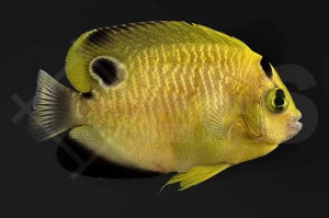 Goldtupfen Kaiserfisch (Apolemichthys xanthopunctatus)
