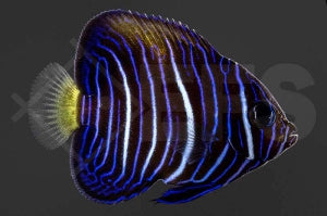 Arabischer Kaiserfisch 