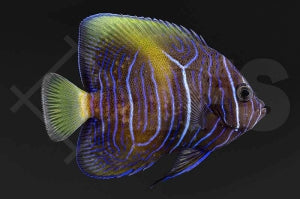 Arabischer Kaiserfisch 