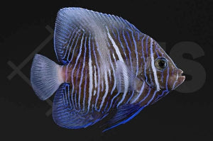 Arabischer Kaiserfisch 