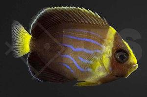 Blaustreifen-Samtkaiserfisch (Chaetodontoplus septentrionalis)