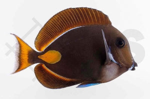 Achilles Doktorfisch (Acanthurus achilles)