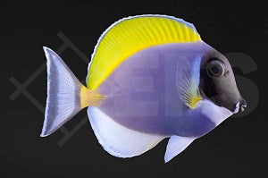 Weißkehl Doktorfisch (Acanthurus leucosternon)
