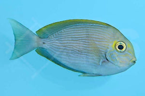 Augenfleck Doktorfisch (Acanthurus mata)