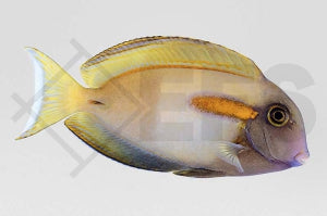 Orangefleck Doktorfisch (Acanthurus olivaceus)
