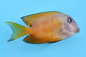 Blauaugen Borstenzahndoktorfisch (Ctenochaetus binotatus)