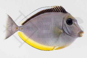 Kuhkopf Doktorfisch (Naso lituratus)