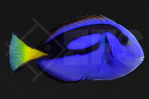 Paletten Doktorfisch (Paracanthurus hepatus)
