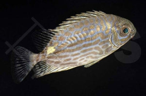 Goldfleck Kaninchenfisch (Siganus lineatus)