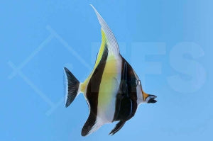 Halfterfisch (Zanclus cornutus)