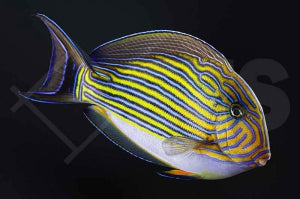 Blaustreifen Doktorfisch (Acanthurus lineatus)