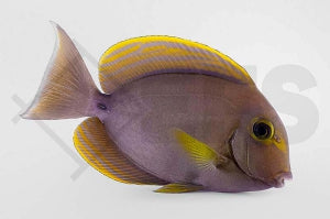 Gelbmasken Doktorfisch (Acanthurus xanthopterus)