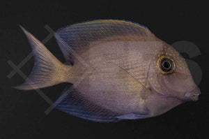 Längsstreifen Borstenzahndoktorfisch (Ctenochaetus striatus)