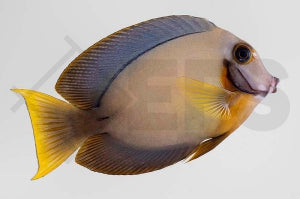 Schokoladen Doktorfisch (Acanthurus pyroferus)