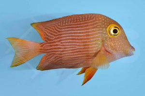 Goldring Borstenzahndoktorfisch (Ctenochaetus strigosus)