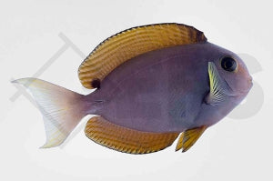 Nadelstreifen Doktorfisch (Acanthurus nubilus)