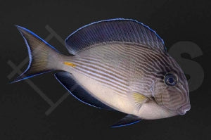 Arabischer Doktorfisch (Acanthurus sohal)