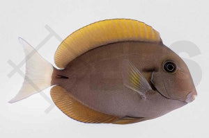 Achselklappen Doktorfisch (Acanthurus nigricauda)