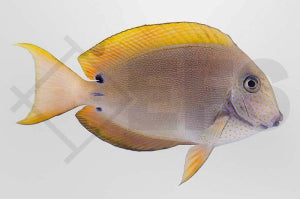 Goldtupfen Doktorfisch (Acanthurus nigrofuscus)