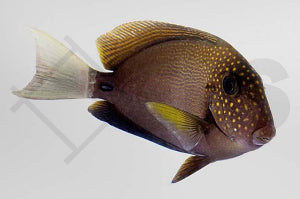 Punktgesicht Doktorfisch (Acanthurus maculiceps)