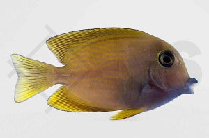 Blaulippen-Borstenzahndoktorfisch (Ctenochaetus cyanocheilus)