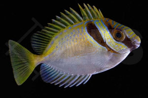 Kopfband Kaninchenfisch (Siganus virgatus)