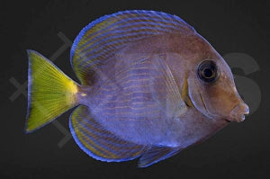 Blauer Doktorfisch (Acanthurus coeruleus)