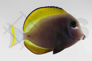 Samt Doktorfisch (Acanthurus nigricans)